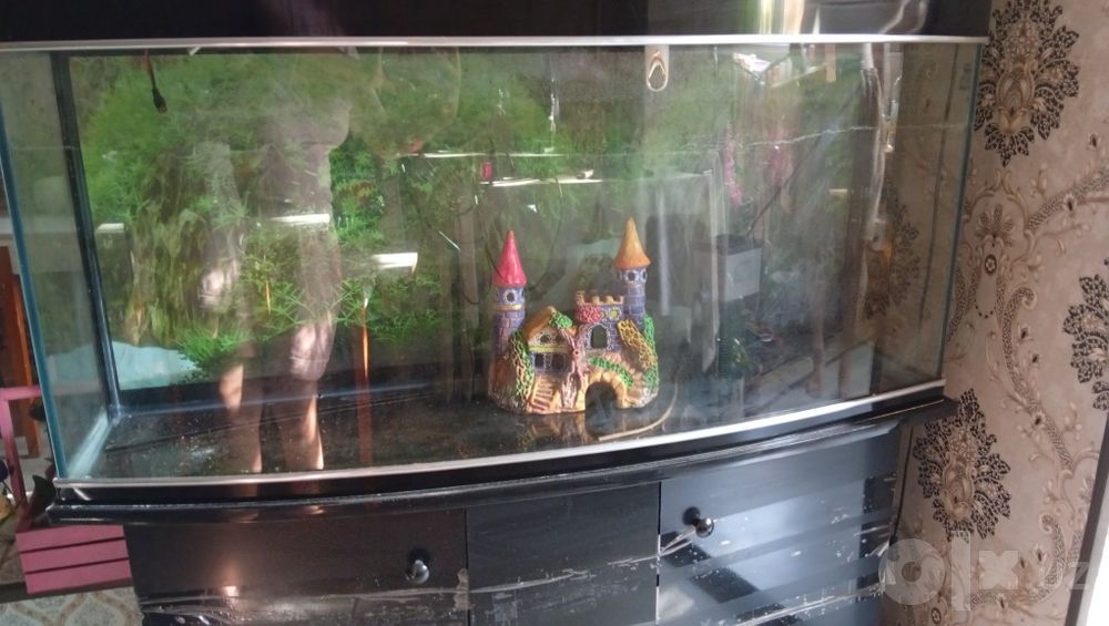 Akvarium baliq siz