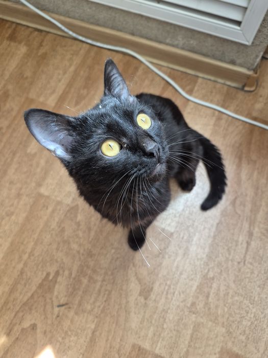 Отдам кота БЕСПЛАТНО