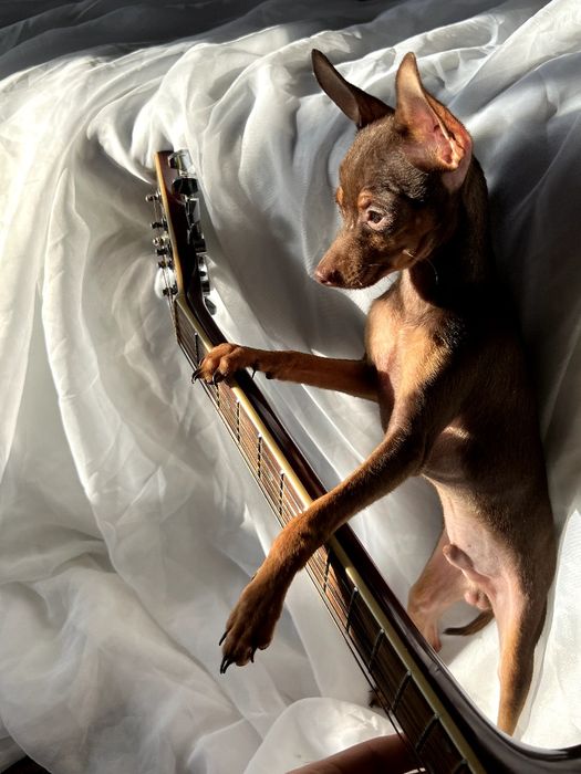 Элитные щенки русского тоя