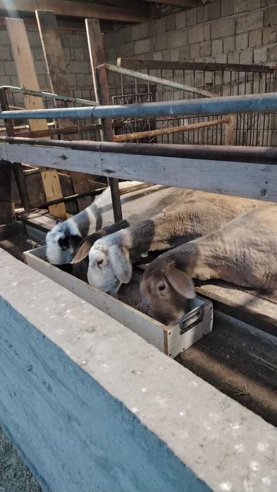 Козылы кой сатылады