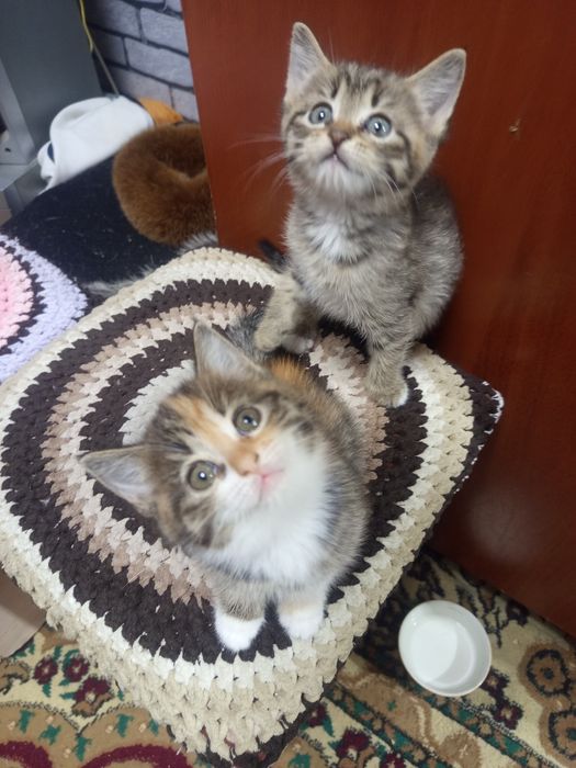 Отдам даром котят