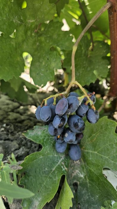 Продам дачу в районе Бугорки