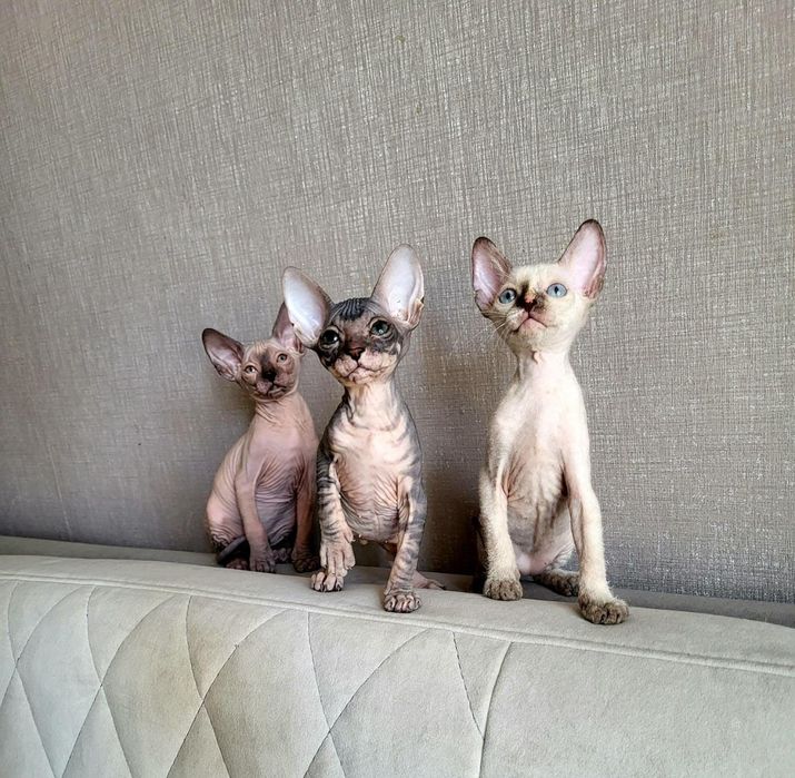 Детки Донские Сфинксы.