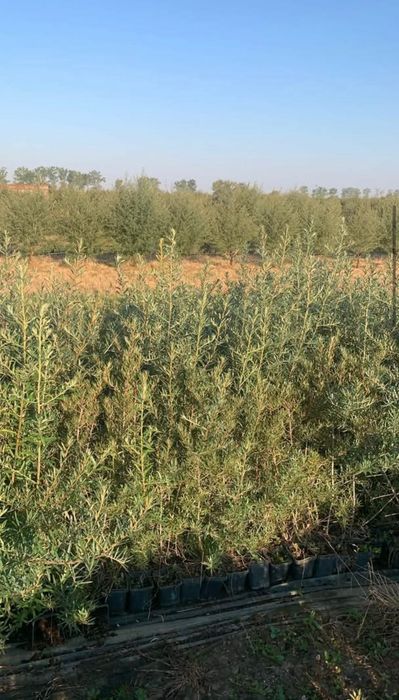 Vând butaşi de cǎtinǎ ecologici la vârsta de 2 ani