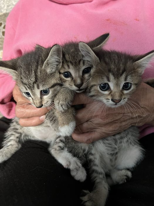 Котята в добрые руки !