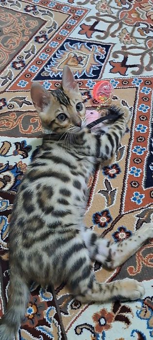 Бенгал котенок мальчик 800$