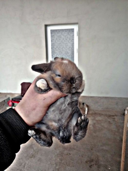 O'smidigan karlik quyon