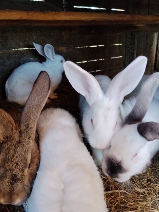 Pui de iepure californian/fluture german/urias german de diferite varste