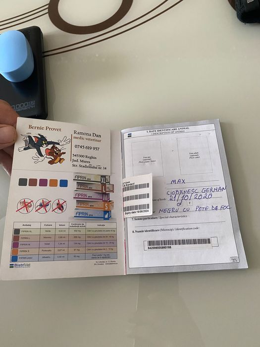 Ciobanesc german (Mascul)