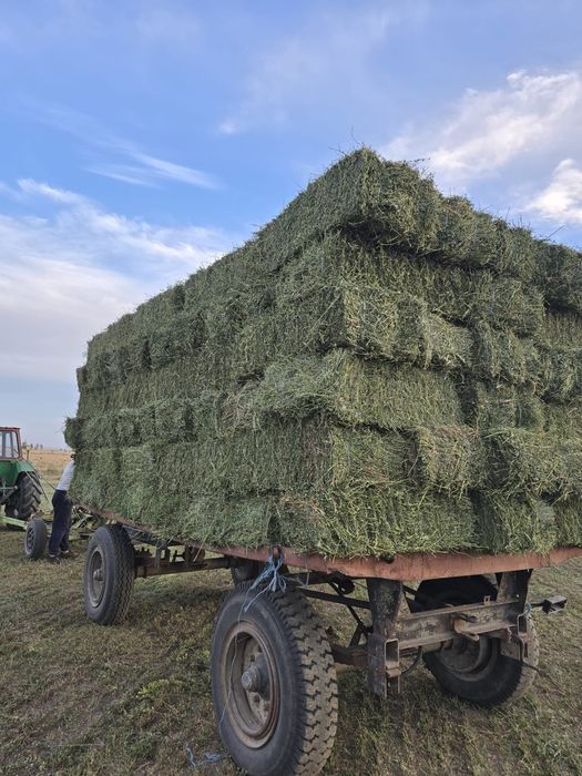 Baloți de lucernă
