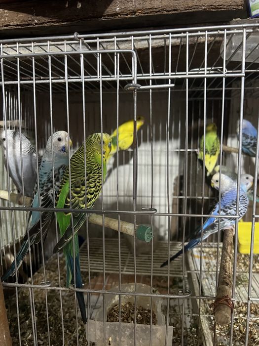 Продаются волнистые попугаи