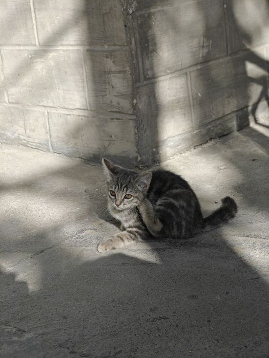 Mushuk котость 2