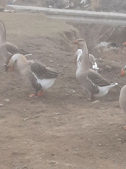 Гуси и молодняк мартовский