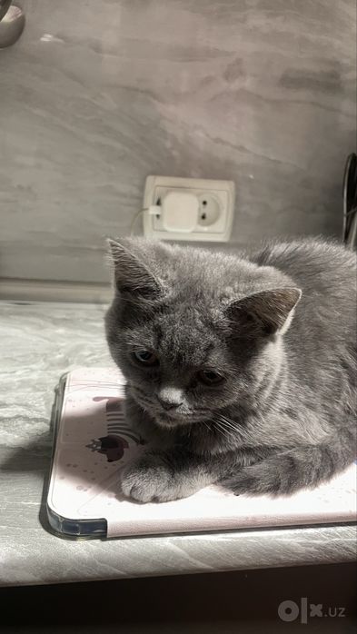 Кошка скотиш фолд