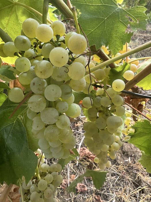 Struguri de masa si de vin