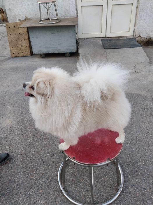 Продаётся Немецкий шпиц.