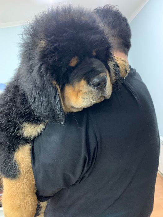 Тибетский мастиф на Вязку