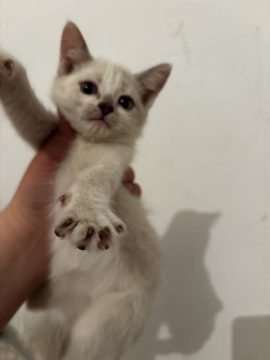 Сиамская котенок