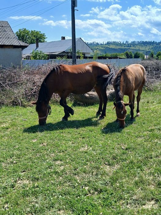 Iapa de vinzare are 8 ani  si minza 10 luni