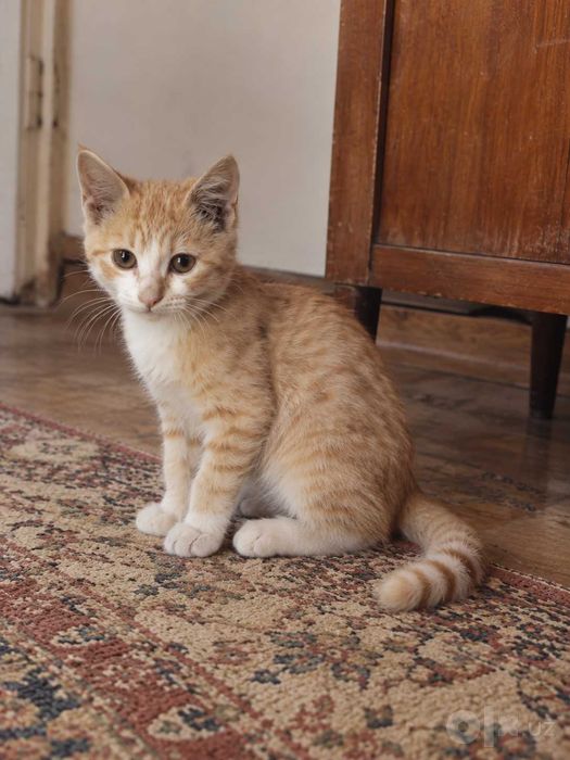 Котенок бесплатно (рыжий)
