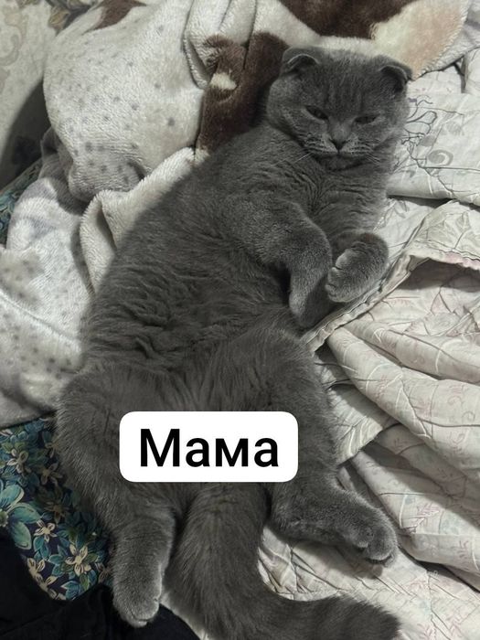Скотиш страйт котята
