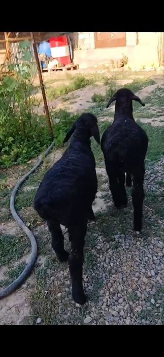 Qozila sotiladi erke urgochi aralawidan 2. 3 oylikdan bowlanadi