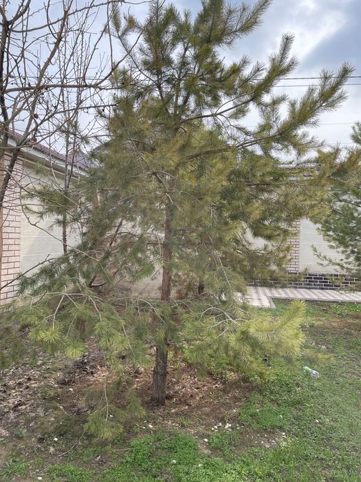 ёлки для сада!!!