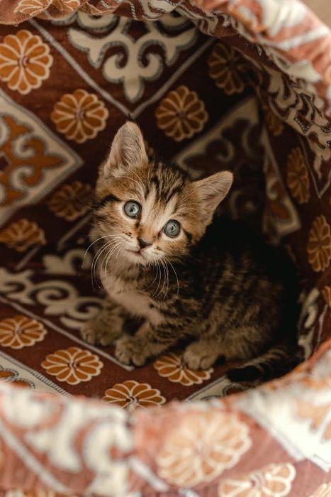 Отдам котенка-мальчик в добрые ручки