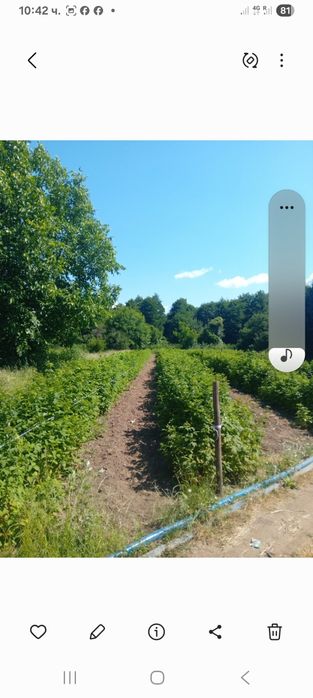 Расат ягоди и малини пр