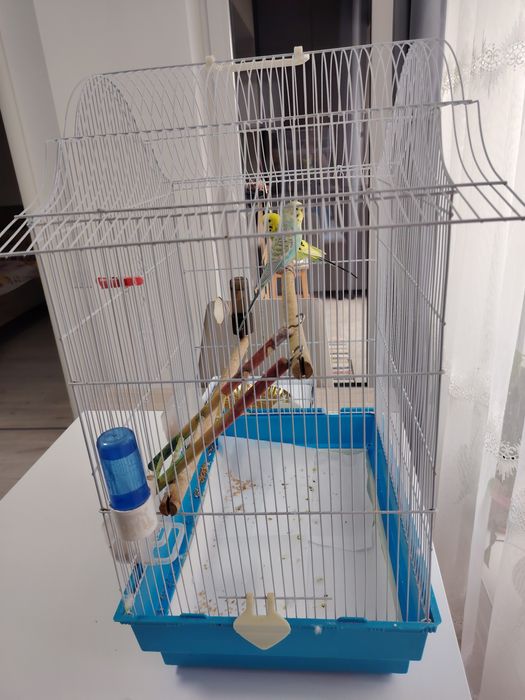Vind papagali perusi pereche cu tot cu cușcă și accesoriii