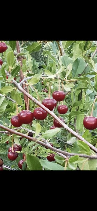 Дачи вашей мечты