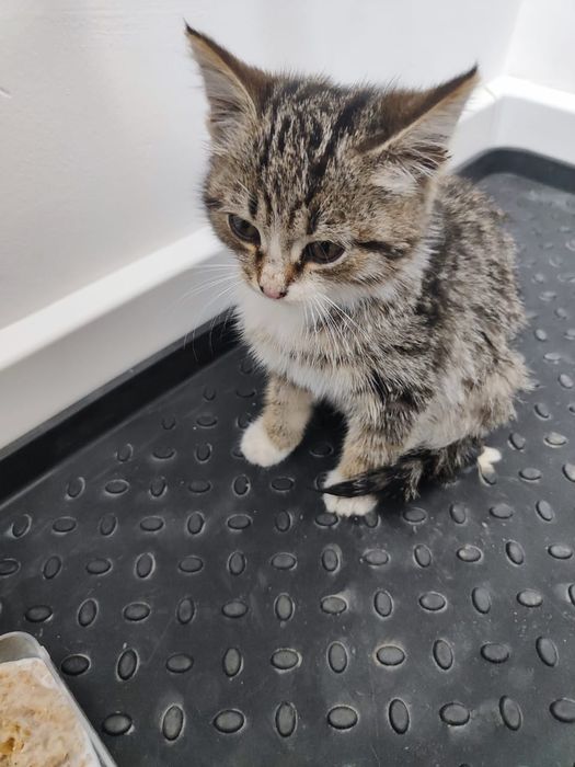 Пристраивается котенок