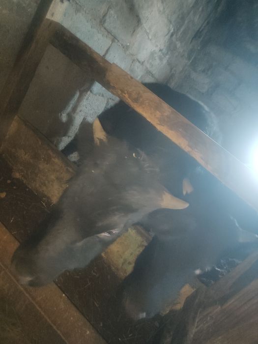 Продам годовалого быка