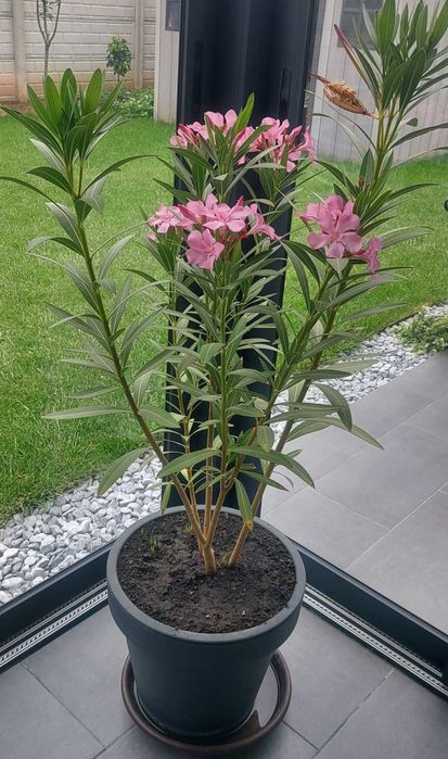 Leandru roz deschis, peste 60 cm, pret 20 lei firul