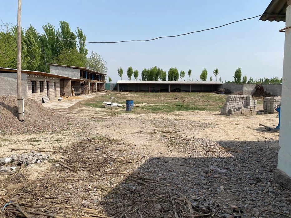 Chorva joyllari mol qoy boqishga