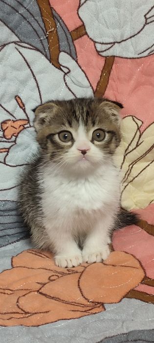 Продается Скотишь фолд