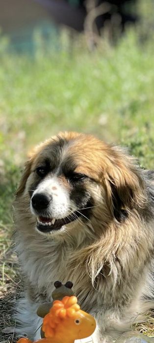 Внимание, отдается  супер собачка. Похожа на Колли.