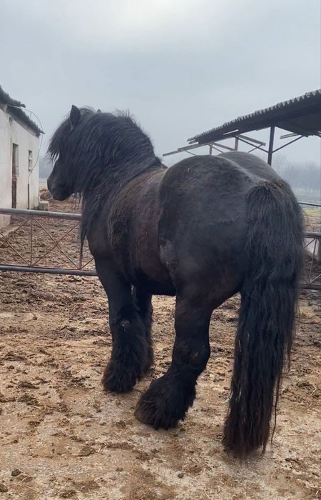 Armasar ardenez pentru monta