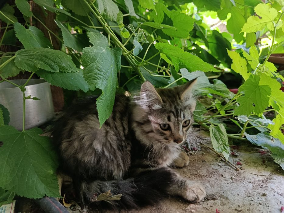 котятки в добрые руки