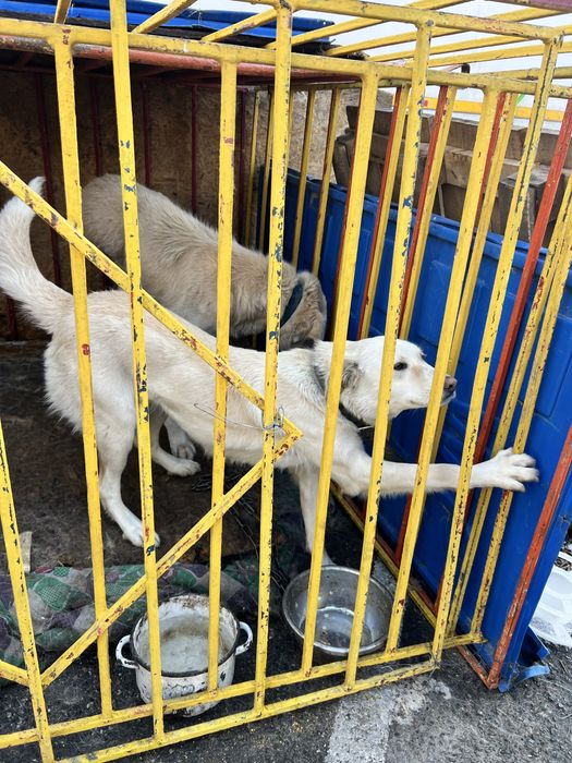 Хорошая Сторожевая собака