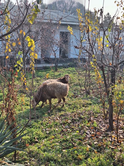 Куйлар сотилади атаман qoy arashan