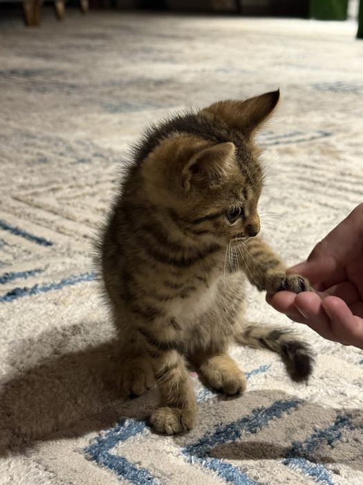 Bengal toza qon yosh 2 oyli