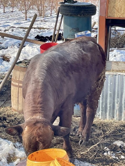 Бык Буга откормленый