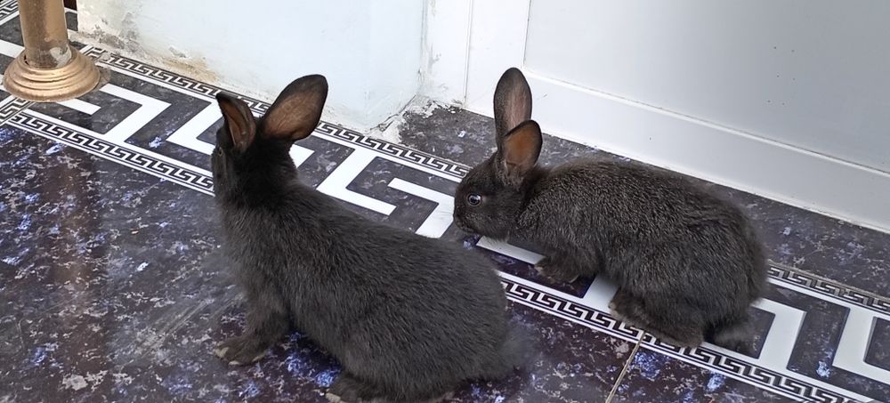 Gibrit quyonlar 100ming som KAMI BOR