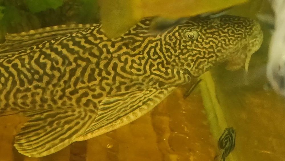 Плекостомусы сомы