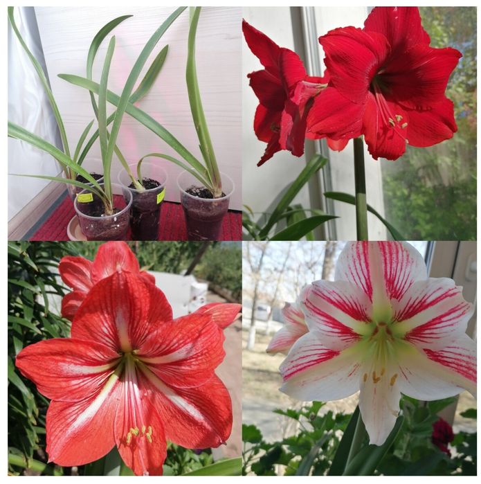 Луковицы гиппеаструмов