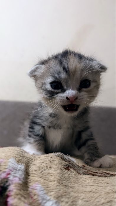 отдам котенка девочка.