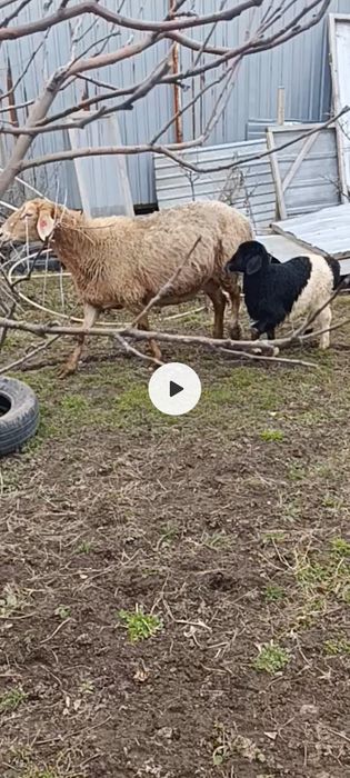 4 матки с ягнятами гиссар