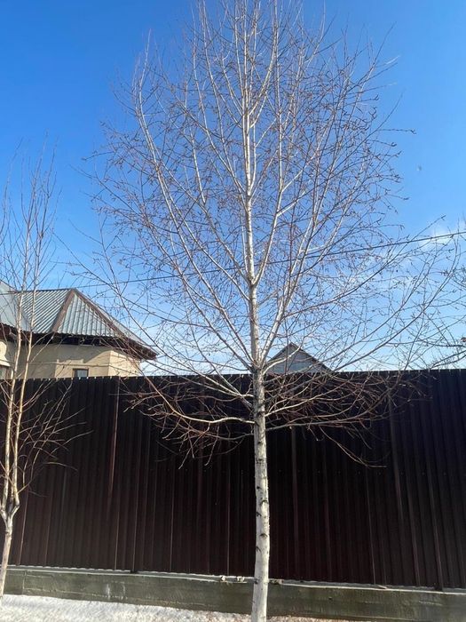 Отдам, берёзы .