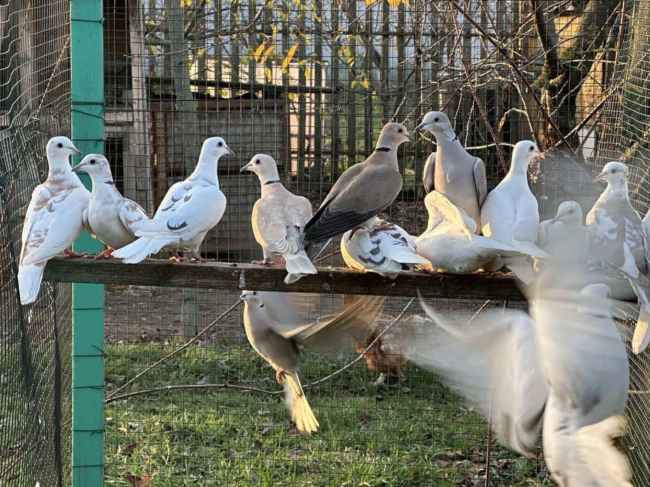 Turturele râzătoare